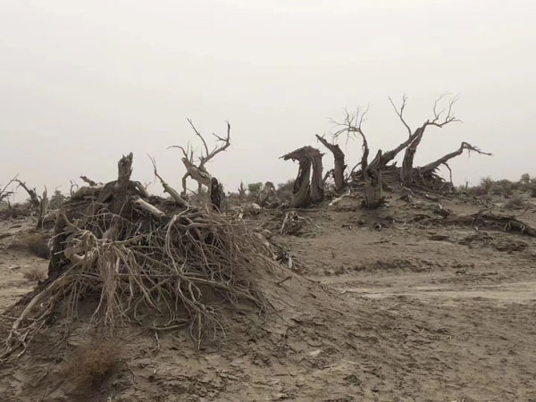 深圳遗产案件律师为您讲解涉外房地产继承纠纷案件如何处置